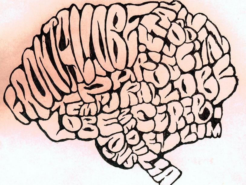 Ученые доказали, что изучение языков приводит к росту некоторых участков мозга