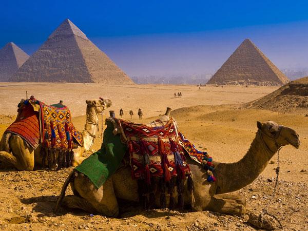 Верблюды на фоне Египетских пирамид