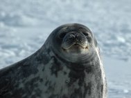Тюлень Уэдделла (Leptonychotes weddellii), один из шести видов тюленей, обитающих в Антарктике. Фото: Tim Nash/US National Science Foundation