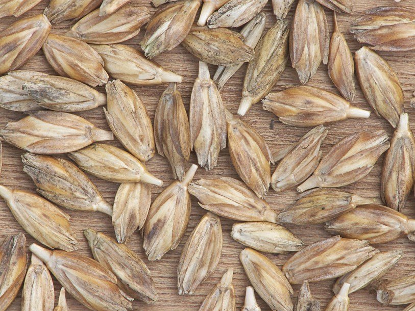 Руководитель Минпромторга сказал, что Египет отменил запрет на импорт русской пшеницы