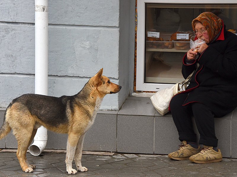 Пожилая женщина ест у витрины хлебного ларька. Бездомная собака