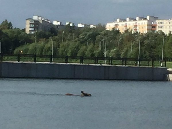 Беглый лось в московском пруду