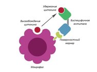 Макрофаг и биспецифичное антитело. Адаптировано из статьи Drutskaya M.S., Efimov G.A., Kruglov A.A., Nedospasov S.A. (2017) Journal of Leukocyte Biology, 102(3):783-790