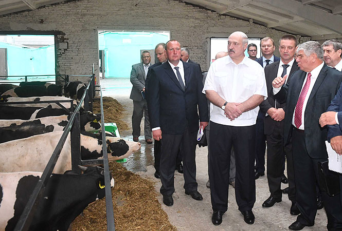 Александр Лукашенко в комплексе по откорму скота ЗАО «Большие Славени»