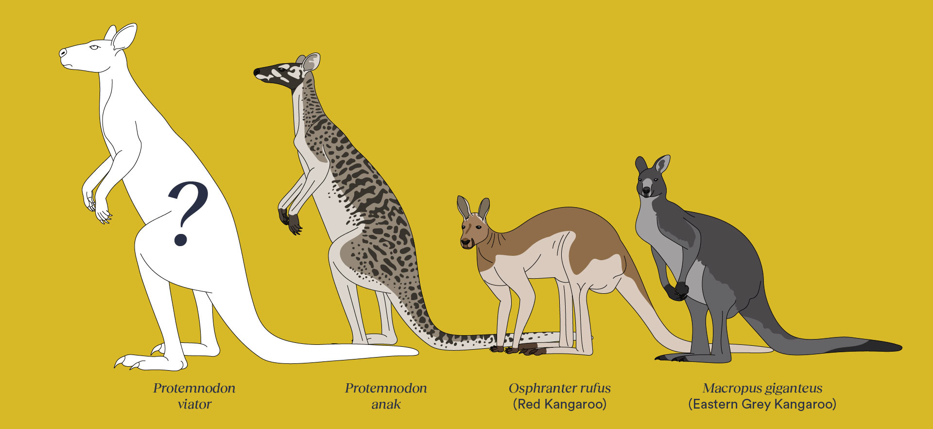 Три древних кенгуру