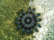 Морская звезда терновый венец (Acanthaster planci)
