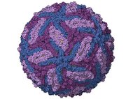 Компьютерная модель белковой оболочки (капсида) вируса Зика