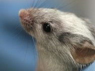 Ученые получили лабораторных мышей, у которых был отключен ген Mecp2