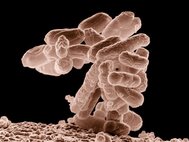 Колония Escheria coli