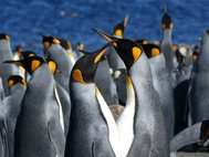 Самец и самка королевского пингвина